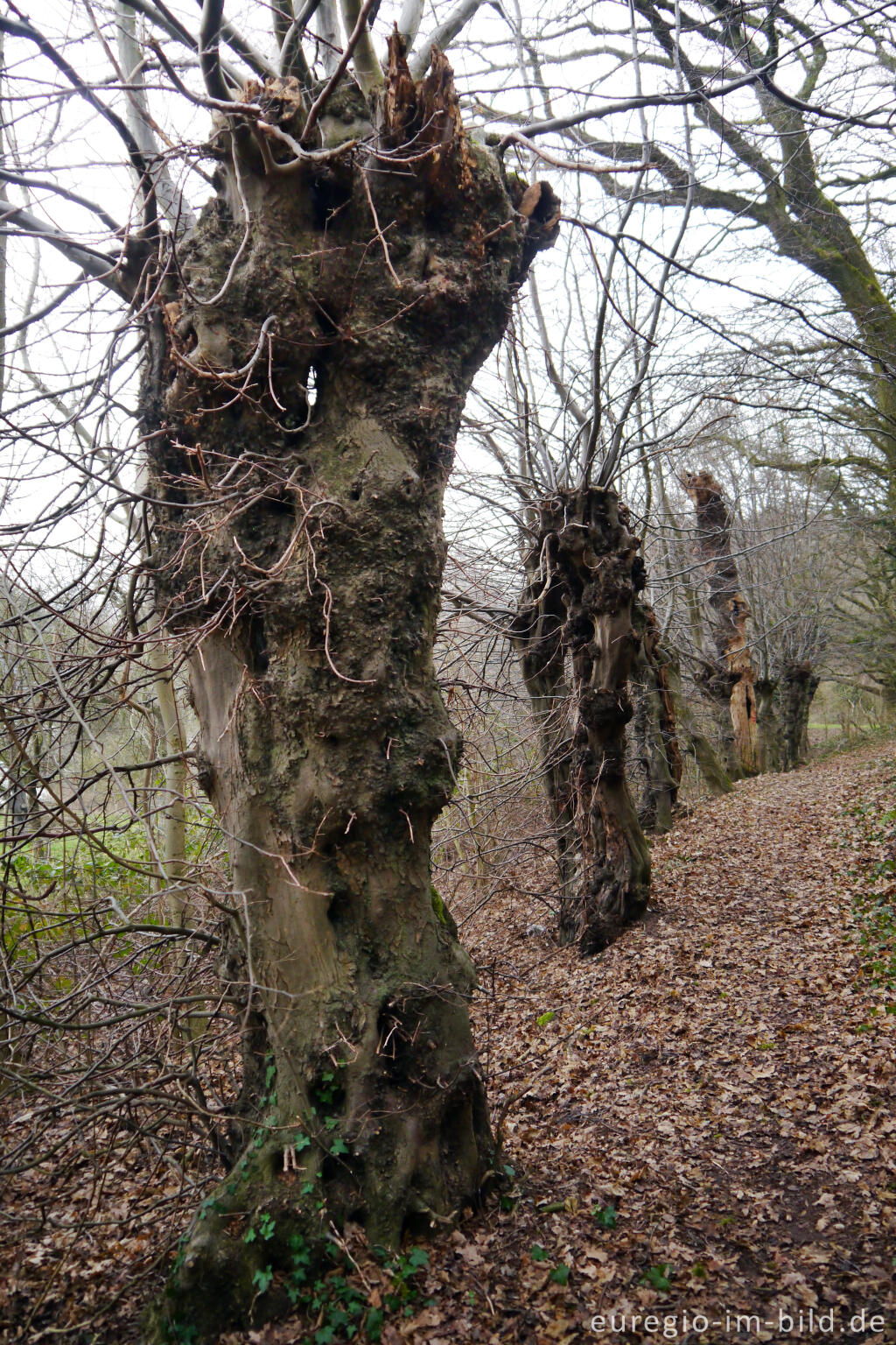 Detailansicht von Alte Hainbuchenhecke im Naturpark Worm-Wildnis bei Worm