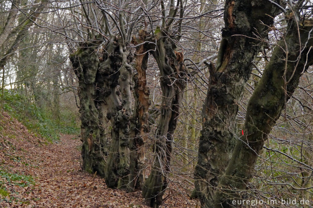 Detailansicht von Alte Hainbuchenhecke im Naturpark Worm-Wildnis bei Worm