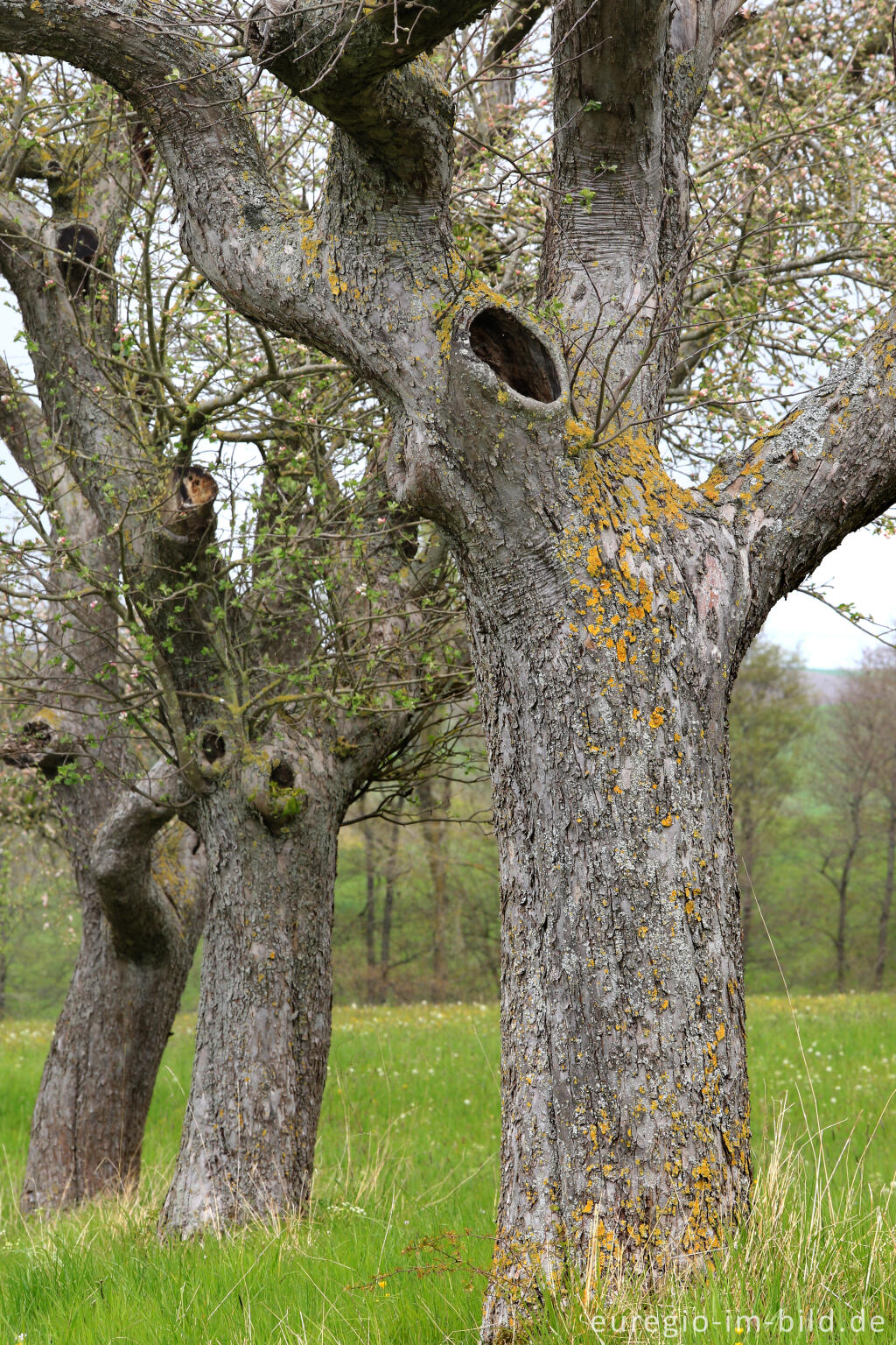 Detailansicht von Alte Obstbäume in der Südeifel zwischen Schankweiler und Peffingen