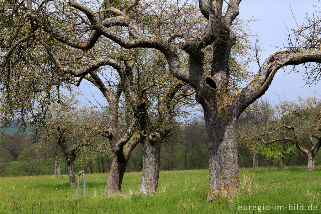 Detailansicht von Alte Obstbäume in der Südeifel zwischen Schankweiler und Peffingen