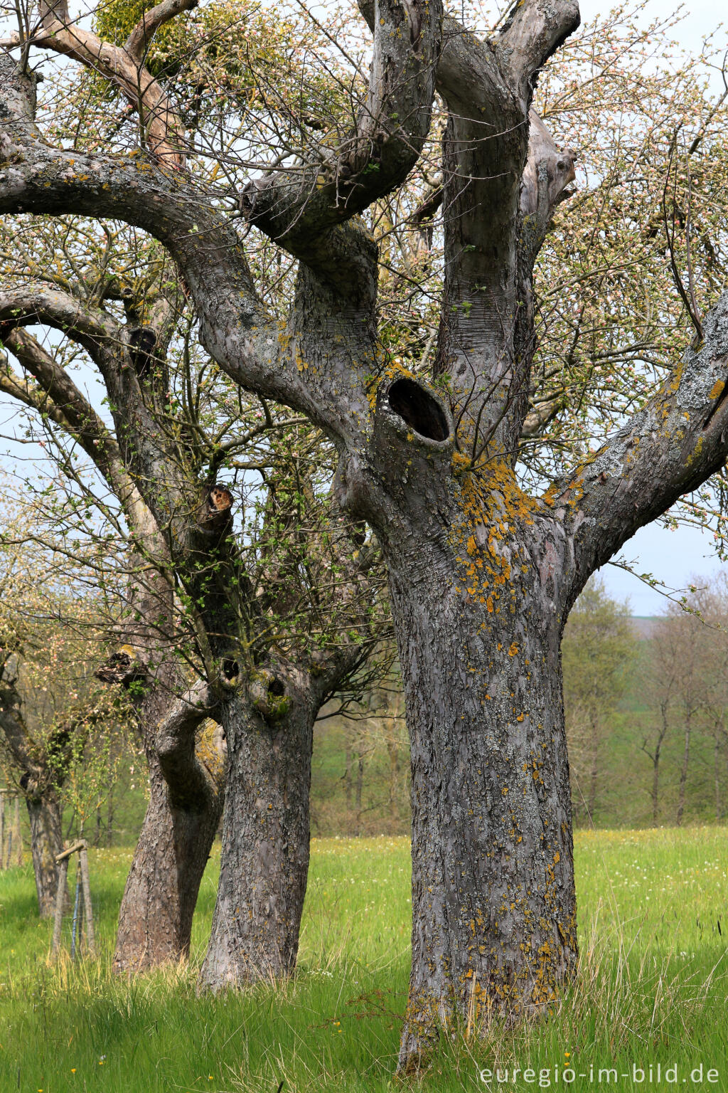 Detailansicht von Alte Obstbäume in der Südeifel zwischen Schankweiler und Peffingen