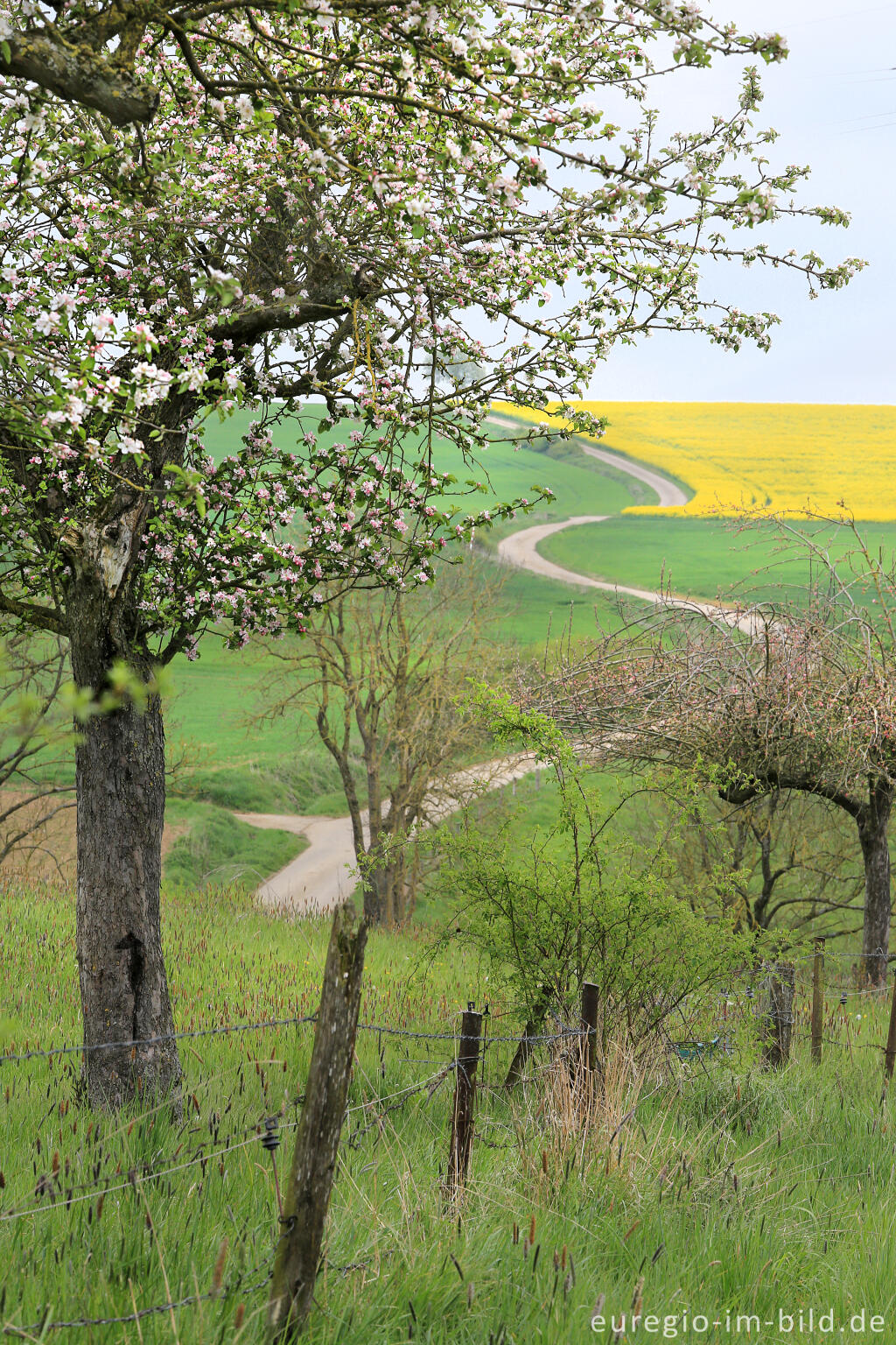 Detailansicht von Alte Obstbäume in der Südeifel zwischen Schankweiler und Peffingen