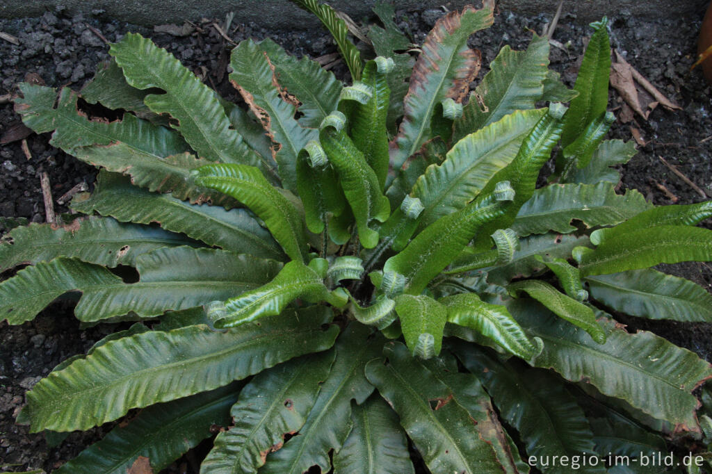 Detailansicht von Alte und neue Blätter des Hirschzungenfarns, Asplenium scolopendrium L.