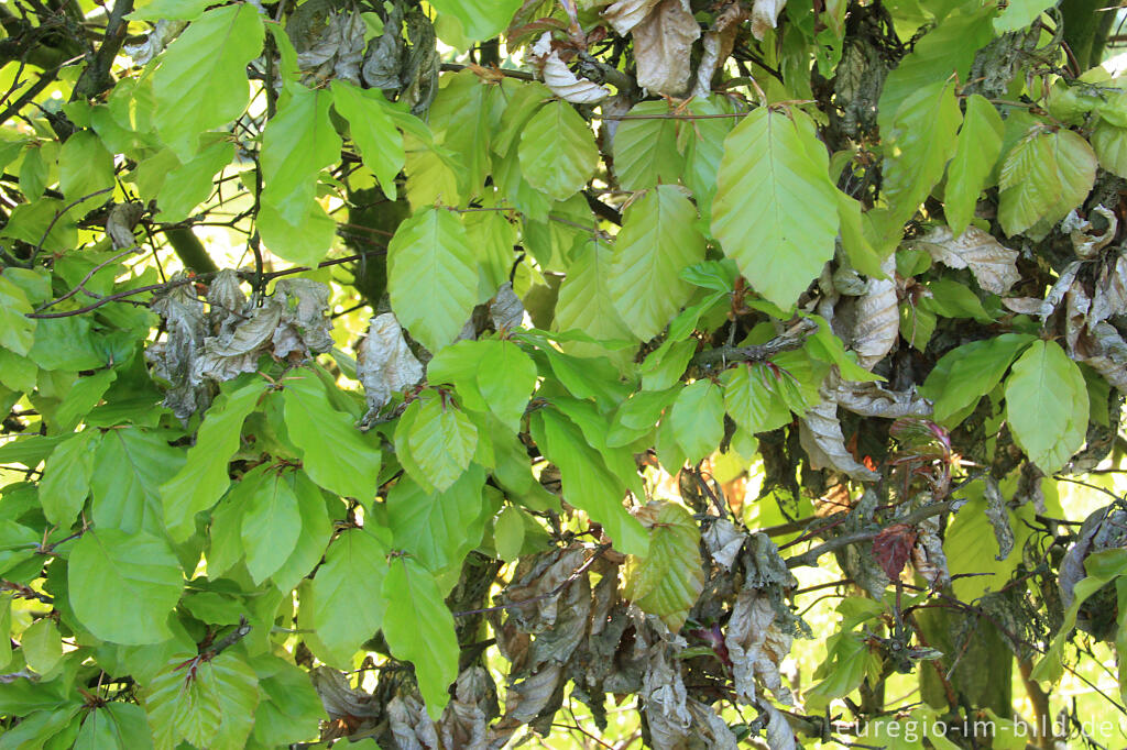 Detailansicht von alte und neue Blätter in einer Flurhecke im Frühling