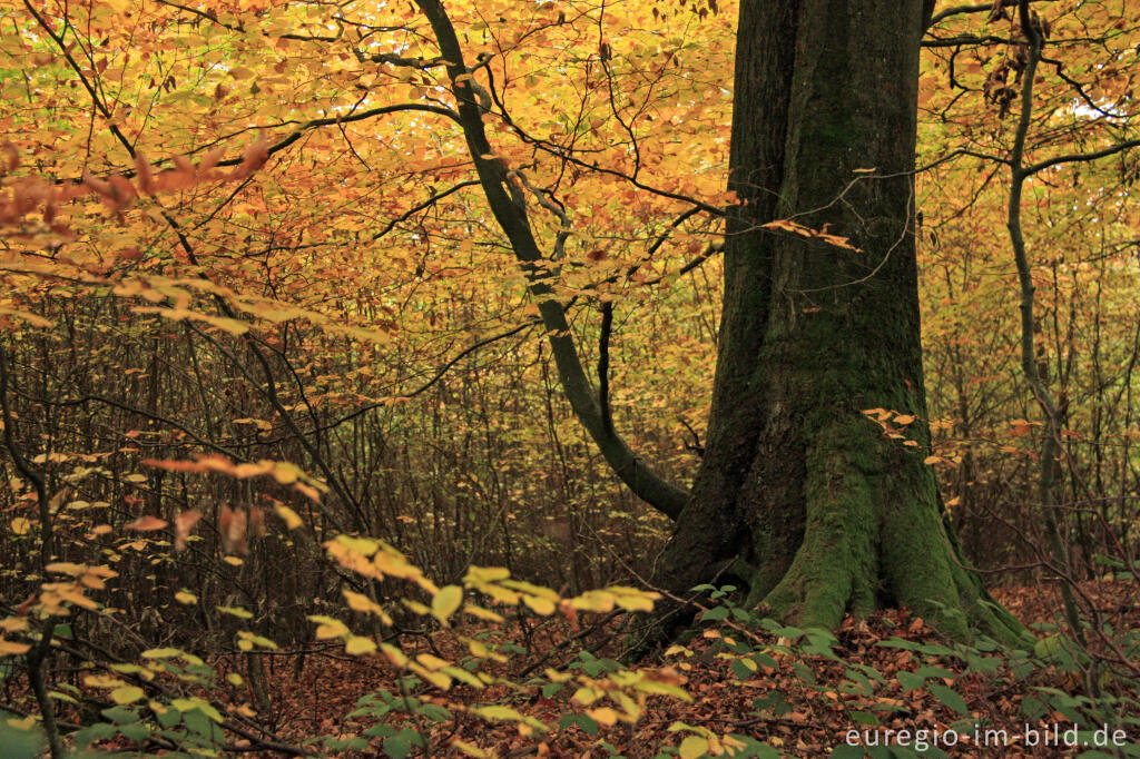 Detailansicht von Alter Baum und junge Bäume