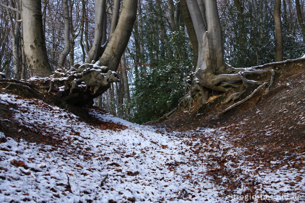 Detailansicht von Alter Hohlweg am Südhang des Schimperbos, westlich von Gemmenich, B