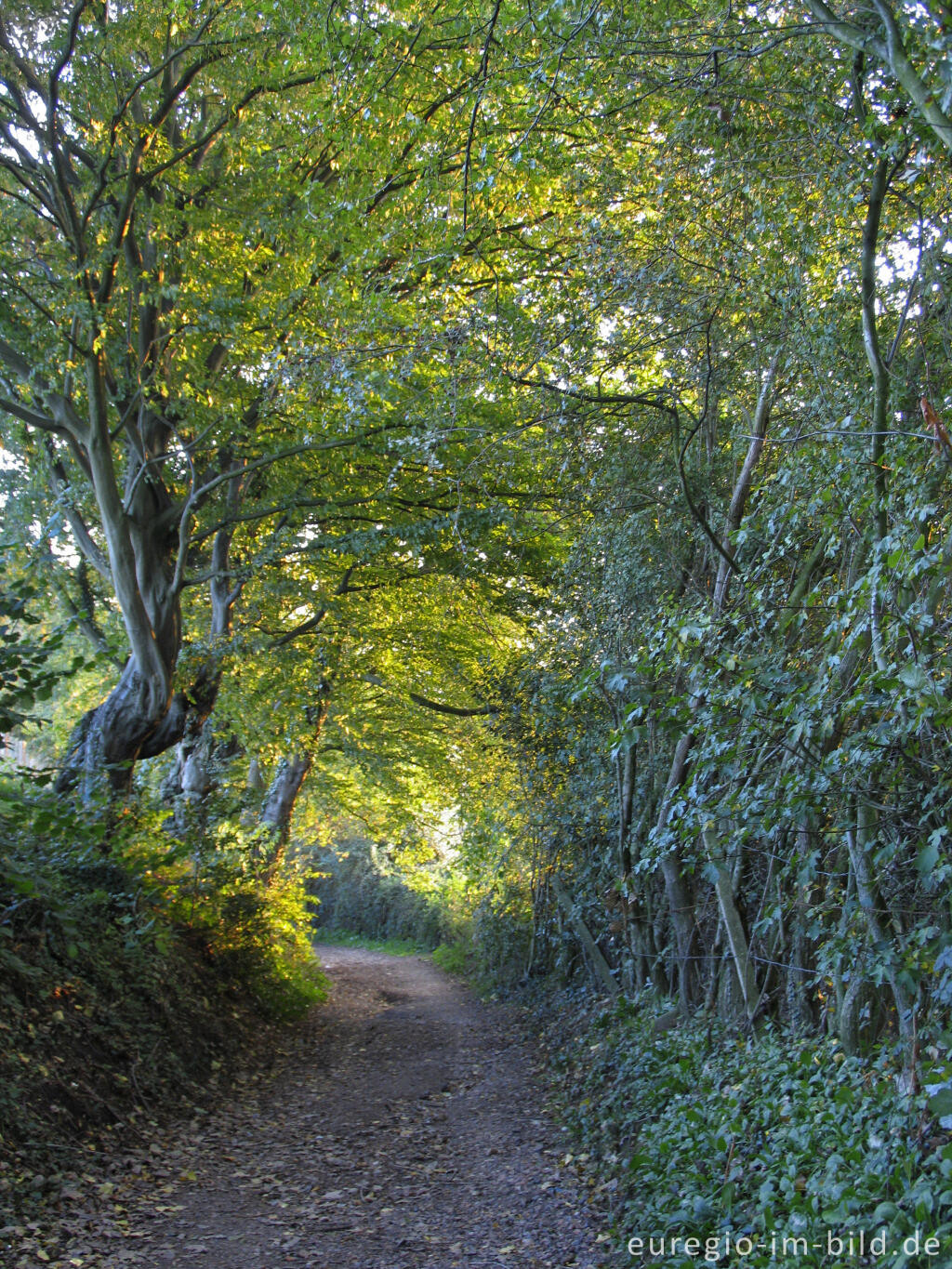 Detailansicht von Alter Hohlweg im Geultal zwischen Cottessen und Epen