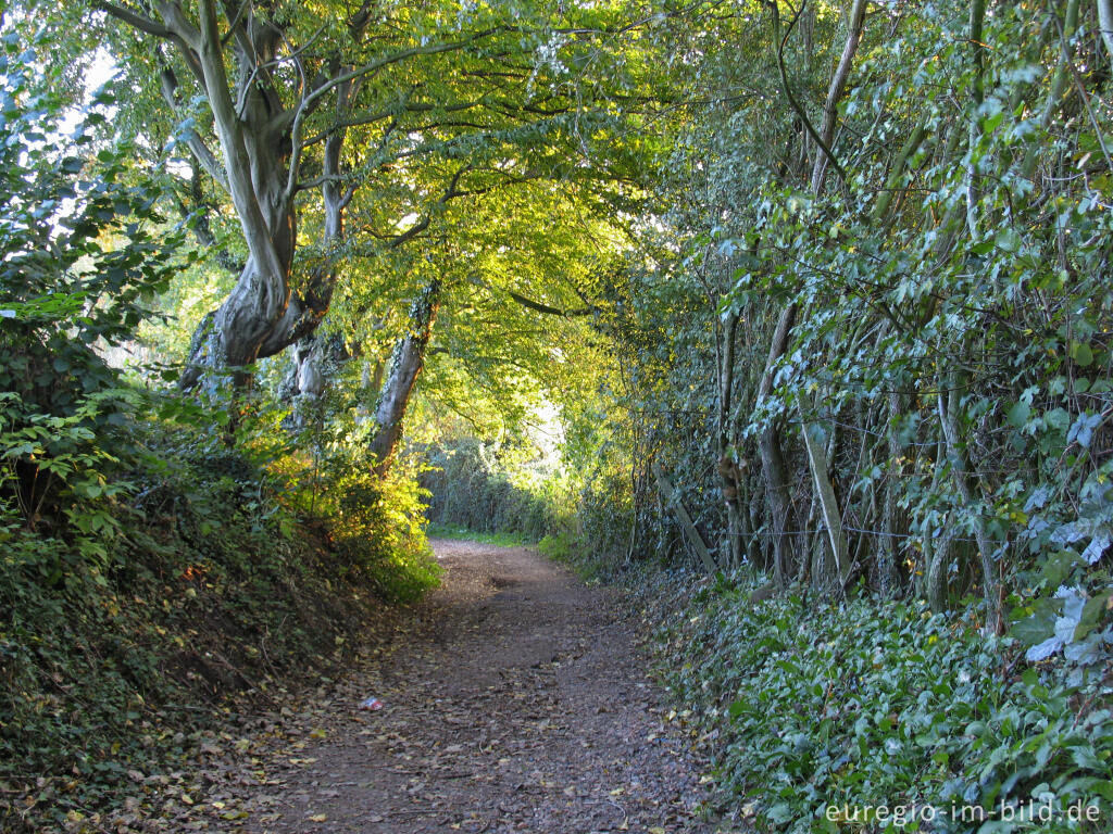 Detailansicht von Alter Hohlweg im Geultal zwischen Cottessen und Epen