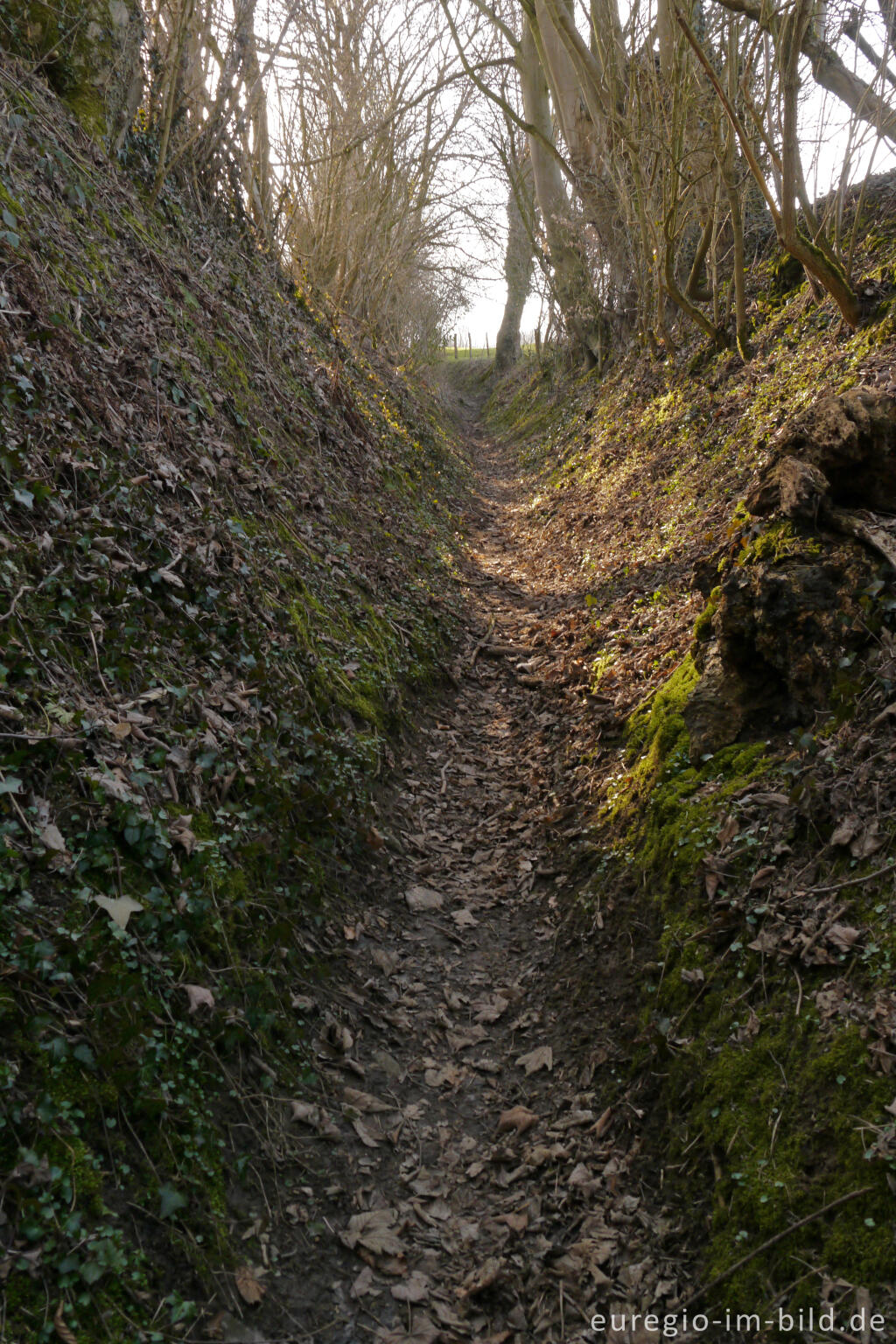 Detailansicht von Alter Hohlweg nördlich von Lontzen-Busch beim Hof Semmel