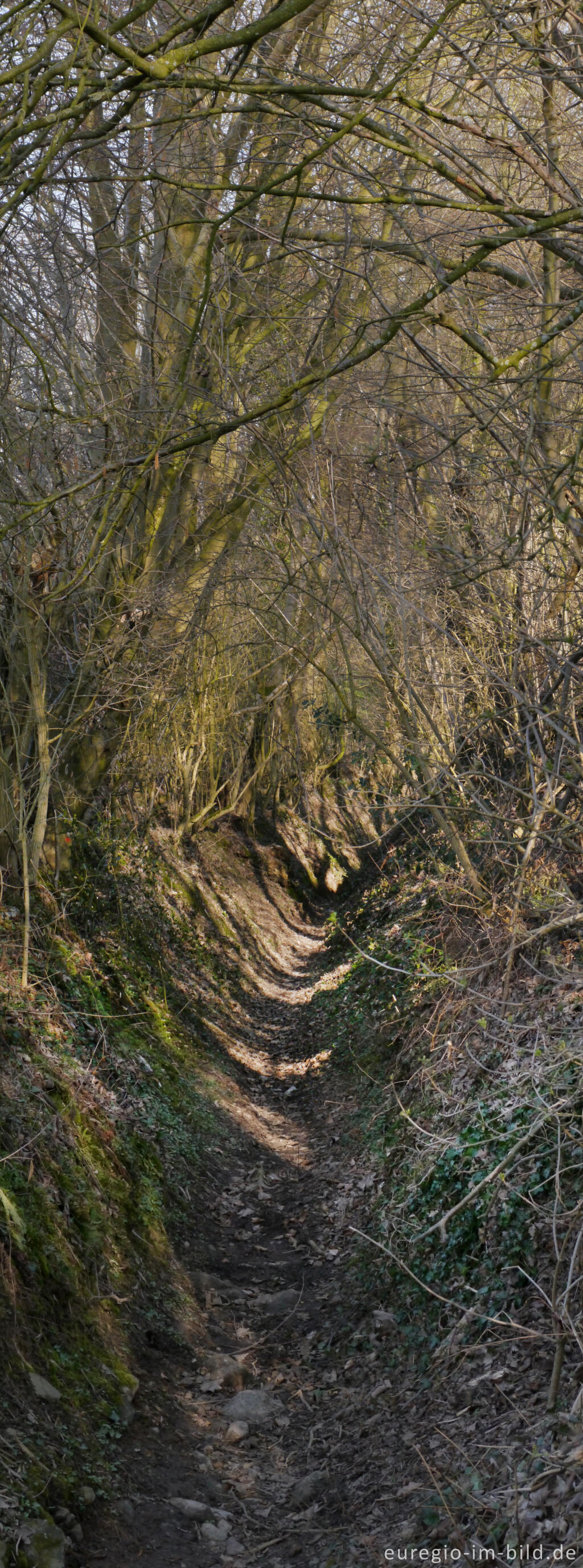 Detailansicht von Alter Hohlweg nördlich von Lontzen-Busch beim Hof Semmel