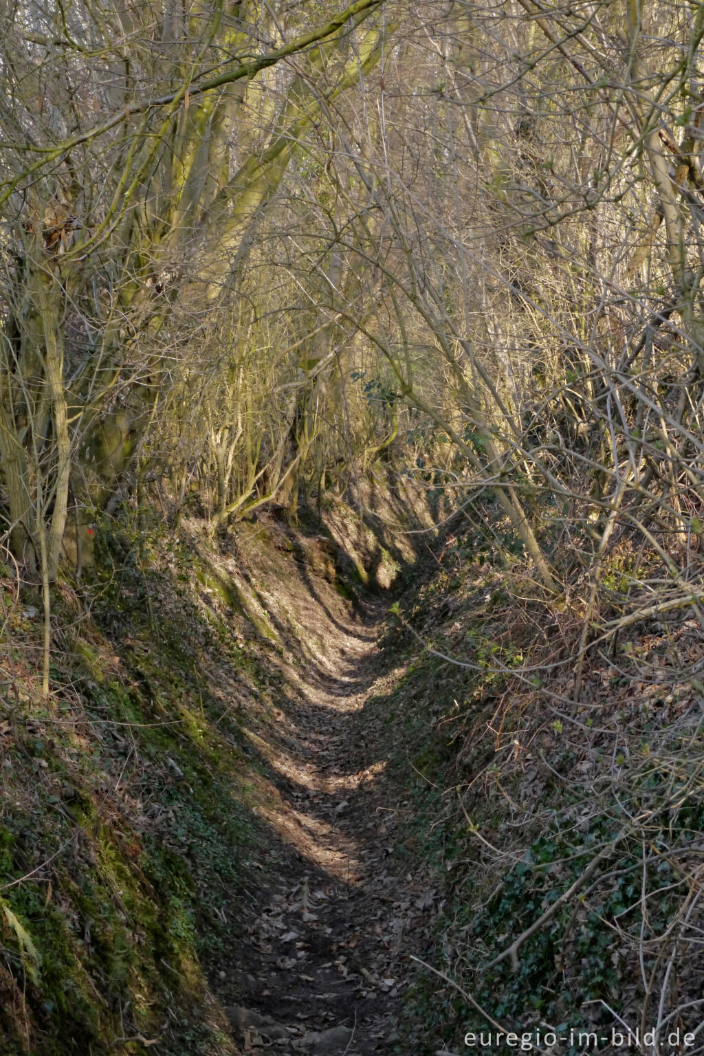 Detailansicht von Alter Hohlweg nördlich von Lontzen-Busch beim Hof Semmel