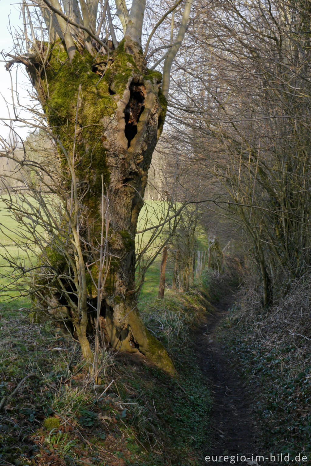 Detailansicht von Alter Hohlweg nördlich von Lontzen-Busch beim Hof Semmel