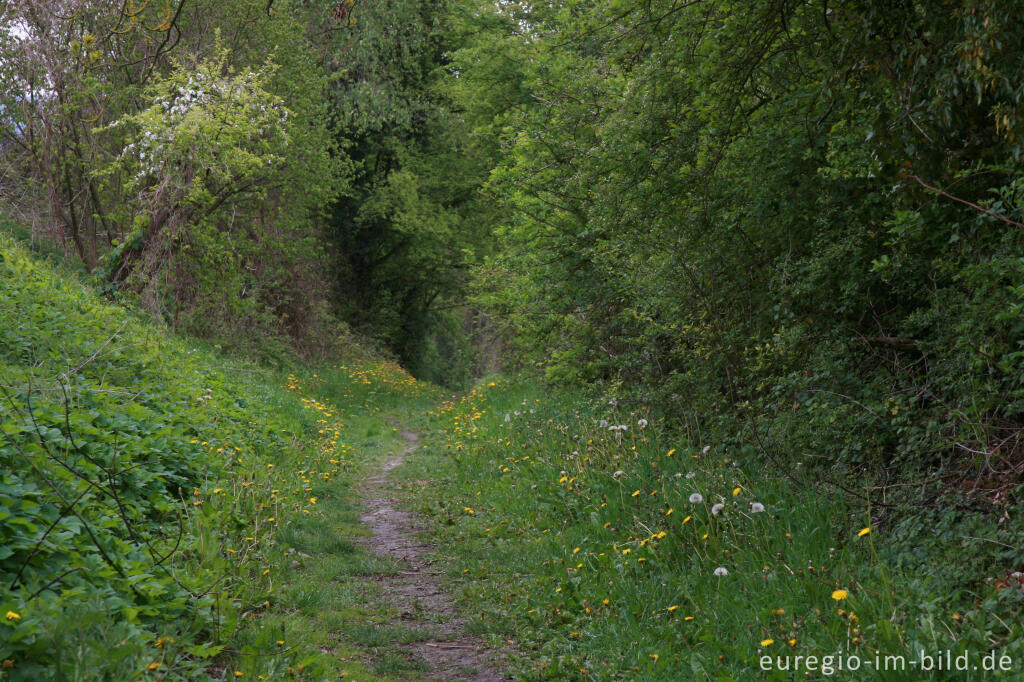 Detailansicht von Alter Hohlweg westlich von Orsbach