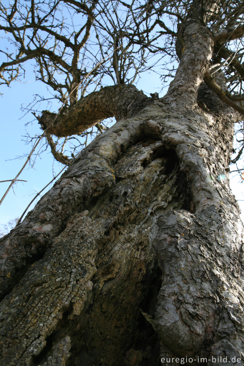 Detailansicht von Alter Obstbaum in den Auwiesen der Inde. Eifelsteig,bei Kornelimünster