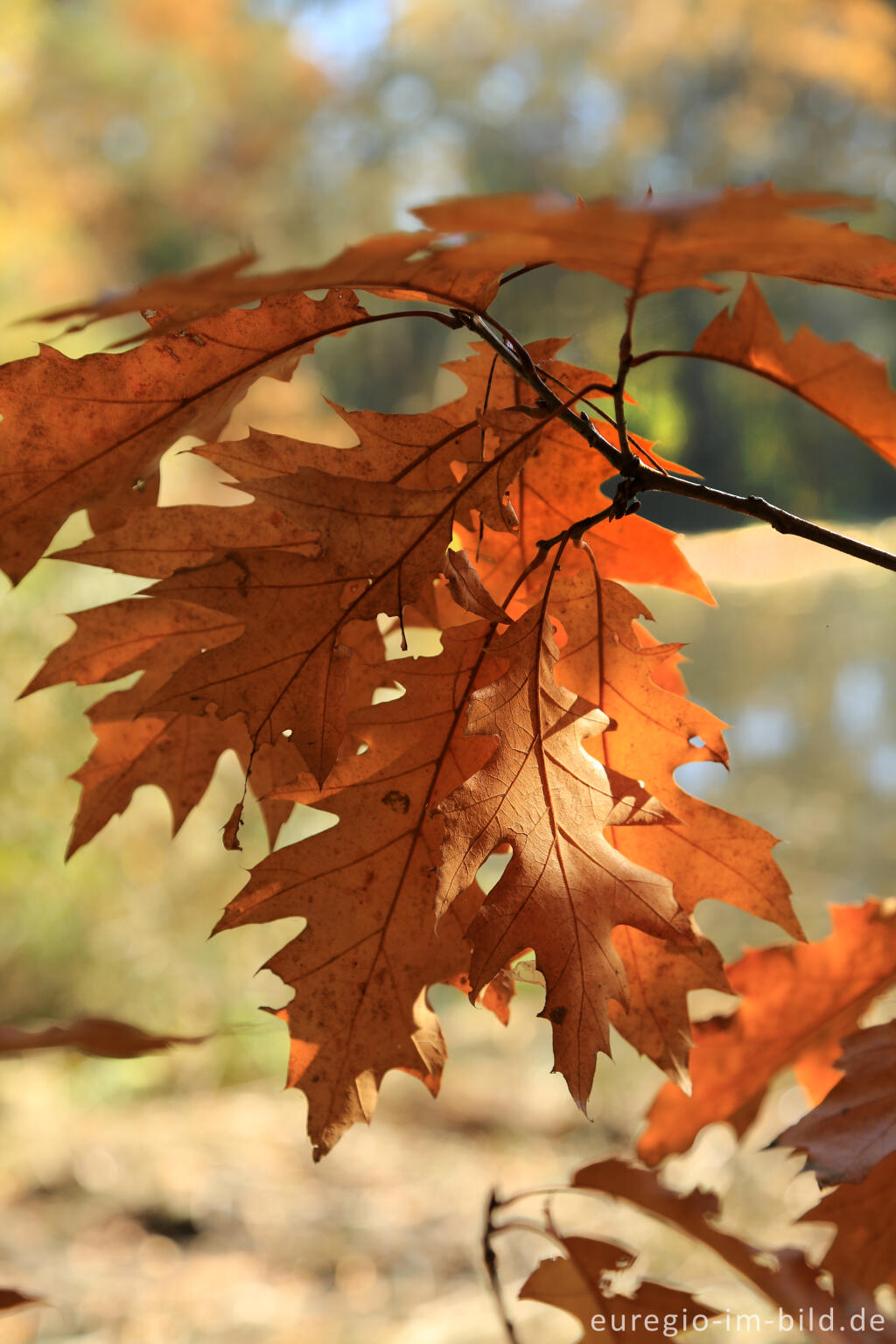 Detailansicht von Amerikanische Eiche, Quercus rubra