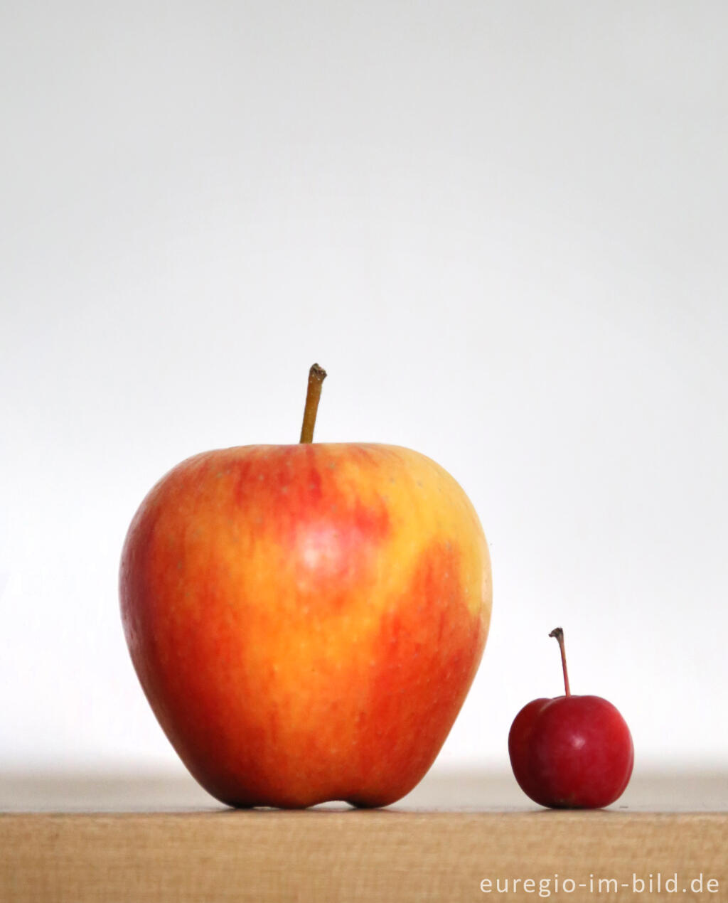 Detailansicht von Apfel in normaler Größe und roter Zierapfel