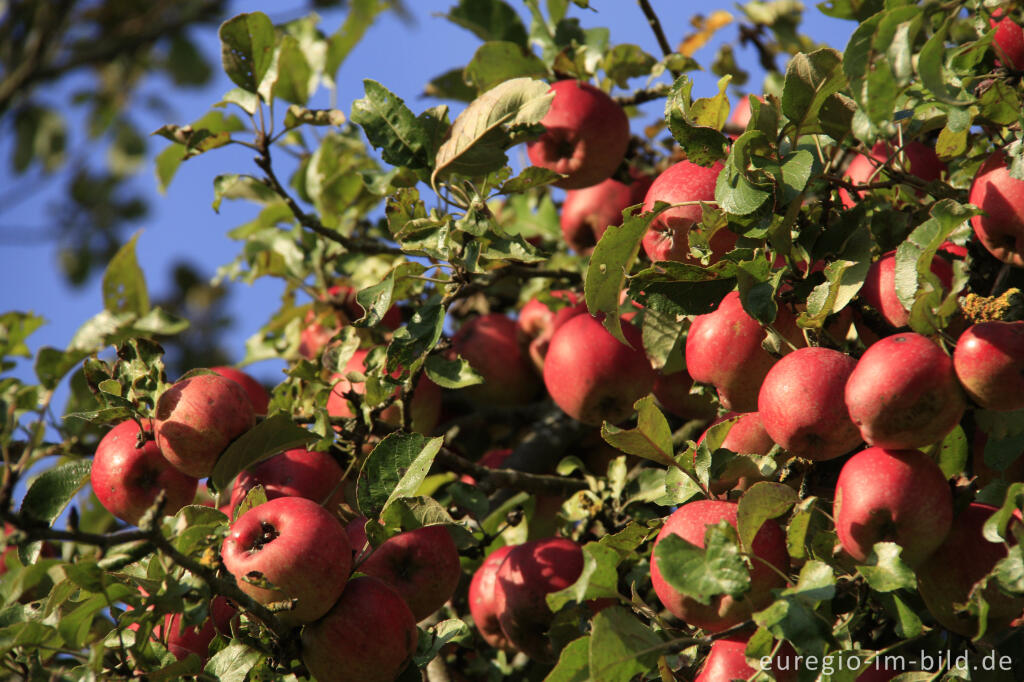 Detailansicht von Apfelbaum mit roten Äpfeln