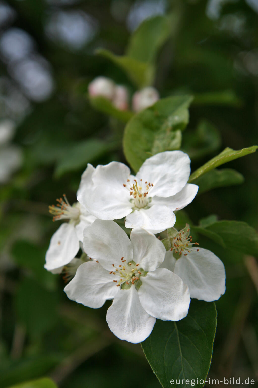 Detailansicht von Apfelblüte