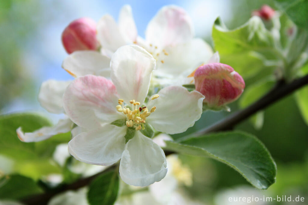 Detailansicht von Apfelblüte