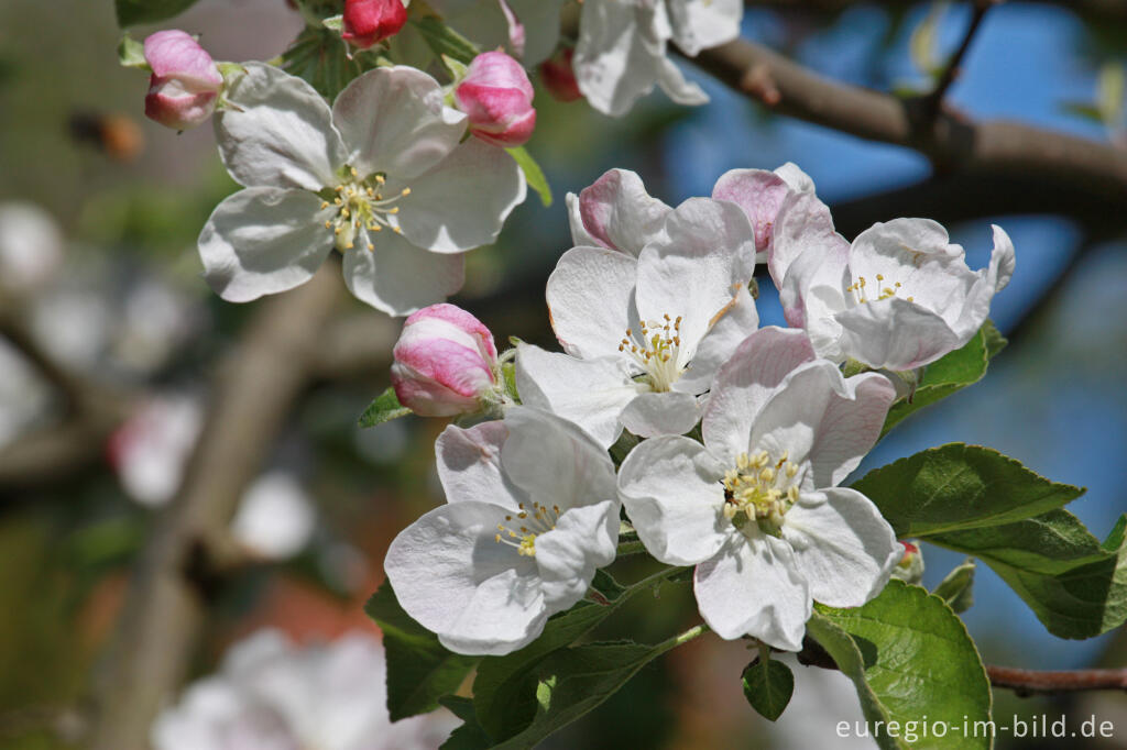 Detailansicht von Apfelblüte