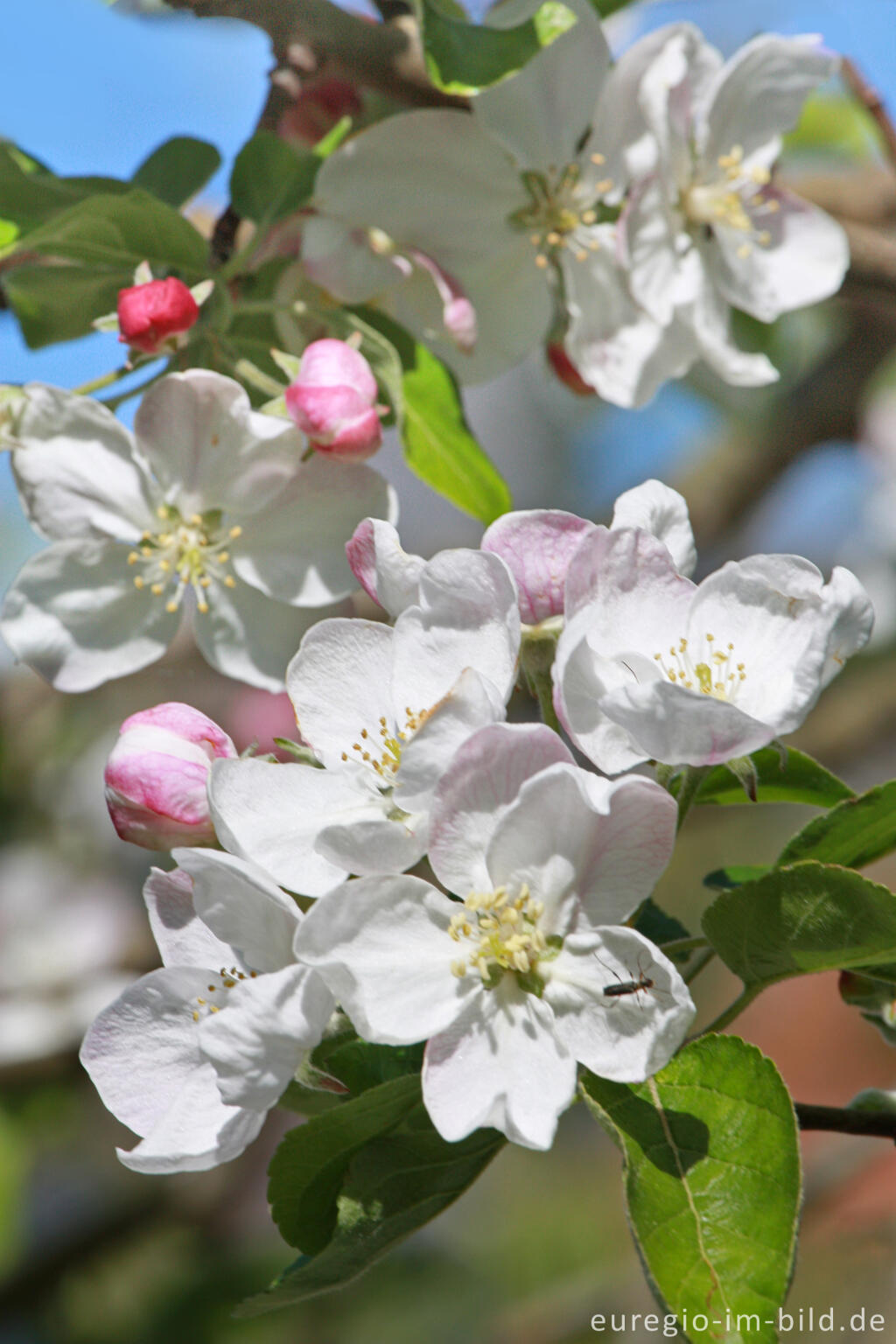 Detailansicht von Apfelblüte