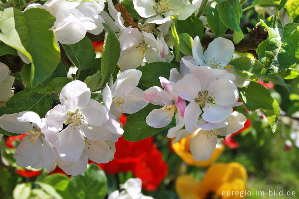 Detailansicht von Apfelblüte