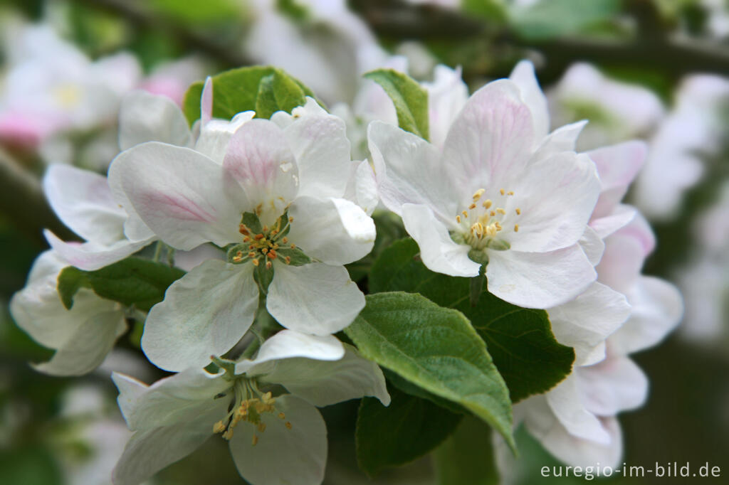 Detailansicht von Apfelblüte im April