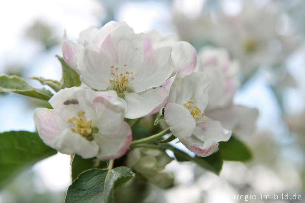 Detailansicht von Apfelblüte im April