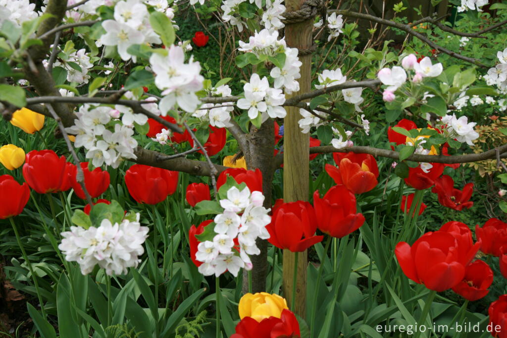 Detailansicht von Apfelblüte mit roten Tulpen