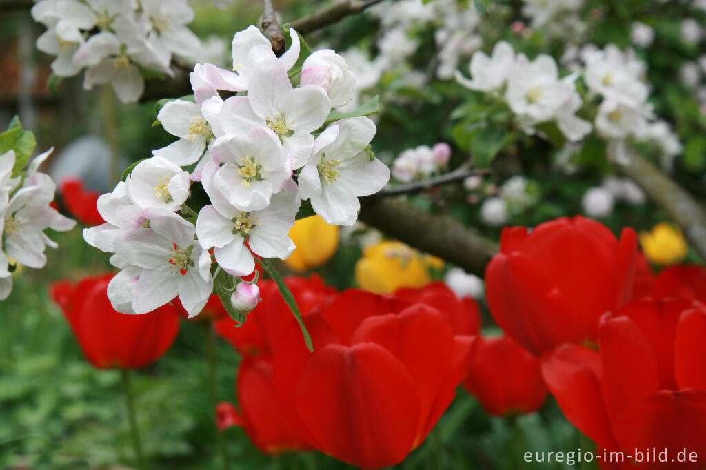 Detailansicht von Apfelblüte mit roten Tulpen