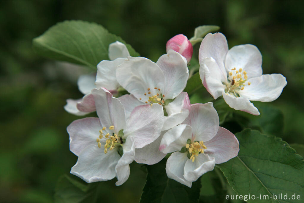 Detailansicht von Apfelblüte