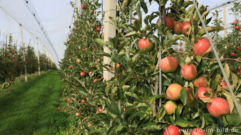 Detailansicht von Apfelplantage bei Reijmerstok in Süd-Limburg