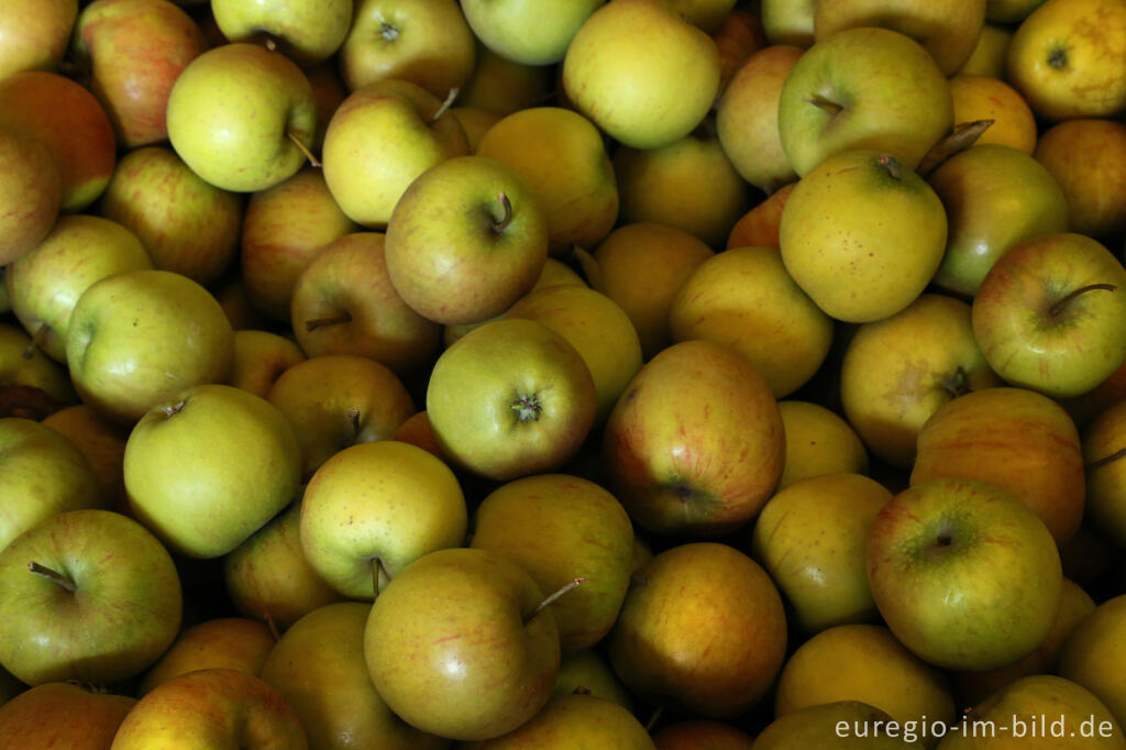 Detailansicht von Apfelsorte Rubinette