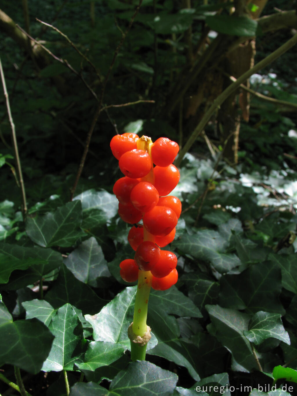 Aronstab, Arum maculatum