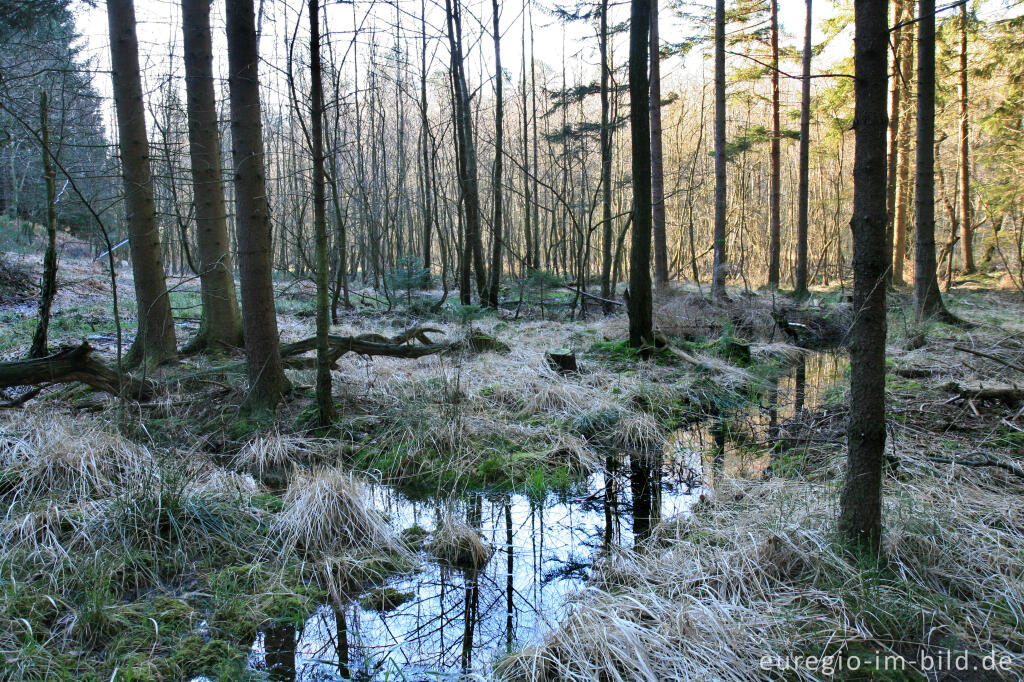 Detailansicht von Auenlandschaft im Münsterwald, Nordeifel