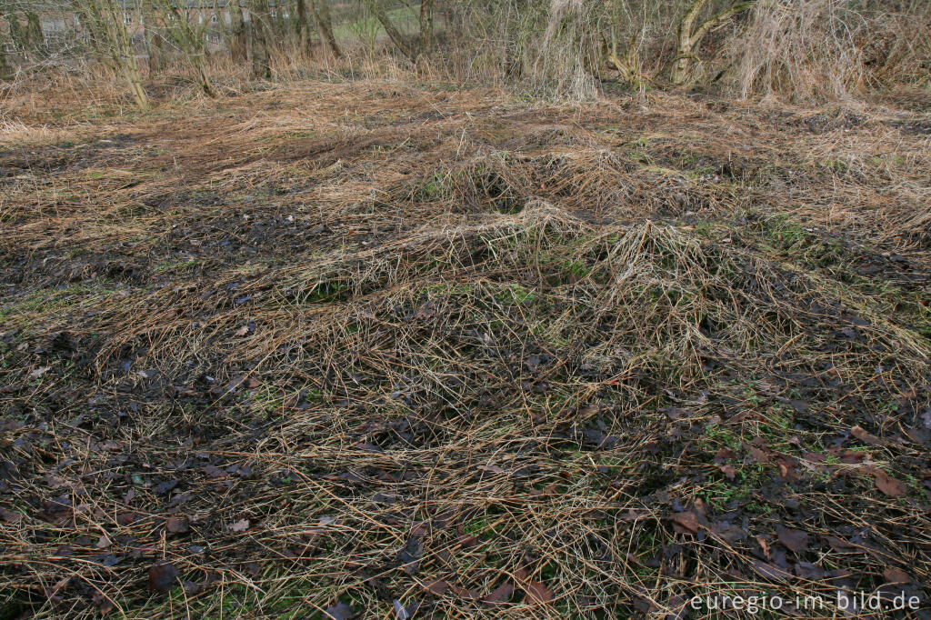 Detailansicht von Auenlandschaft im Wurmtal, bei Würselen - Scherberg