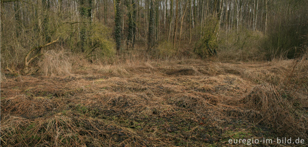 Detailansicht von Auenlandschaft im Wurmtal, bei Würselen - Scherberg