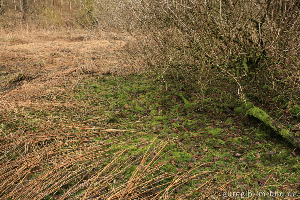 Detailansicht von Auenlandschaft im Wurmtal, bei Würselen - Scherberg