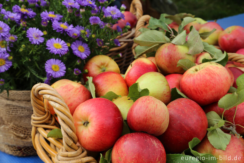 Detailansicht von Auf dem 9. Aachener Obstwiesenfest 2015