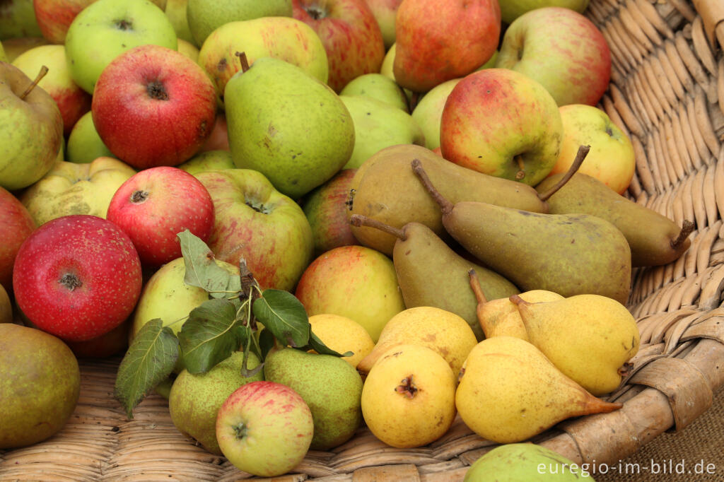 Detailansicht von Auf dem 9. Aachener Obstwiesenfest 2015