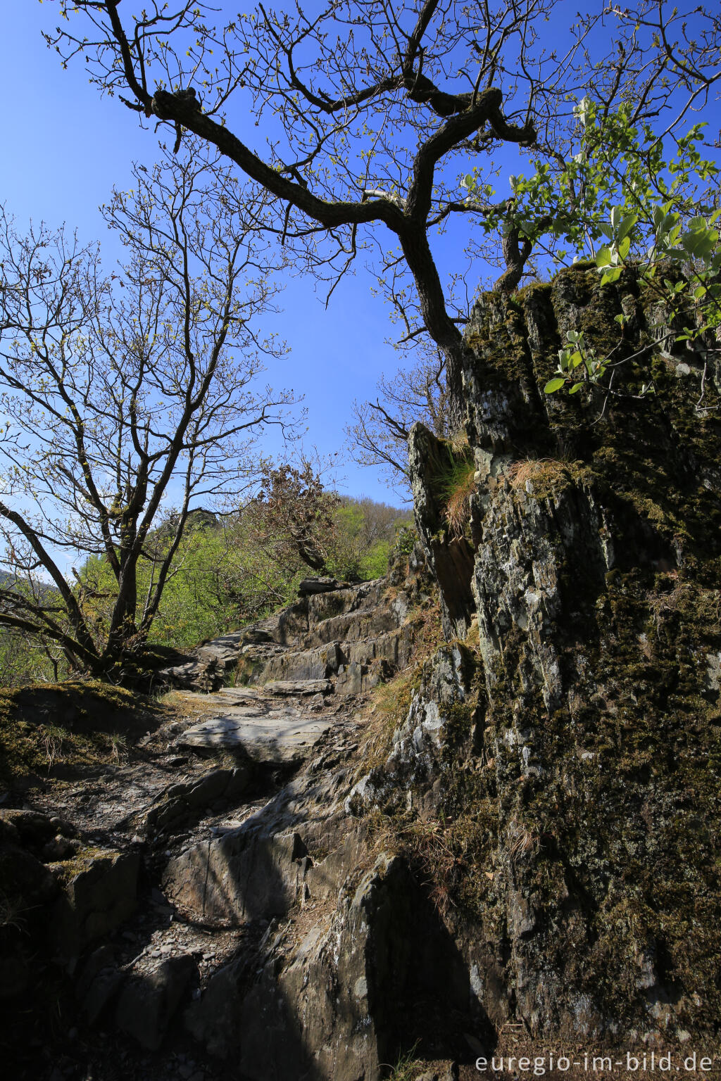 Detailansicht von Auf dem Ahrsteig bei Altenahr