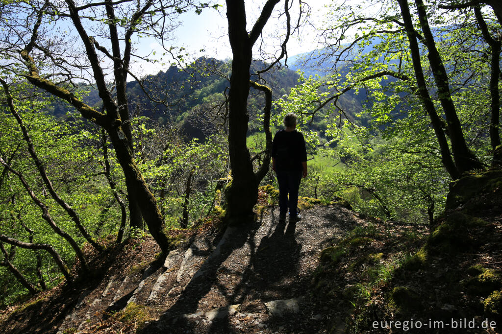 Auf dem Ahrsteig zwischen Altenburg und Altenahr