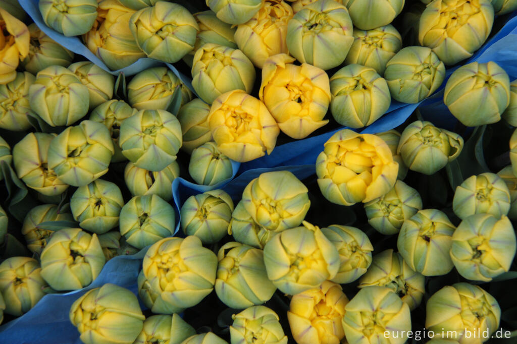 Detailansicht von Auf dem Blumenmarkt in Amsterdam