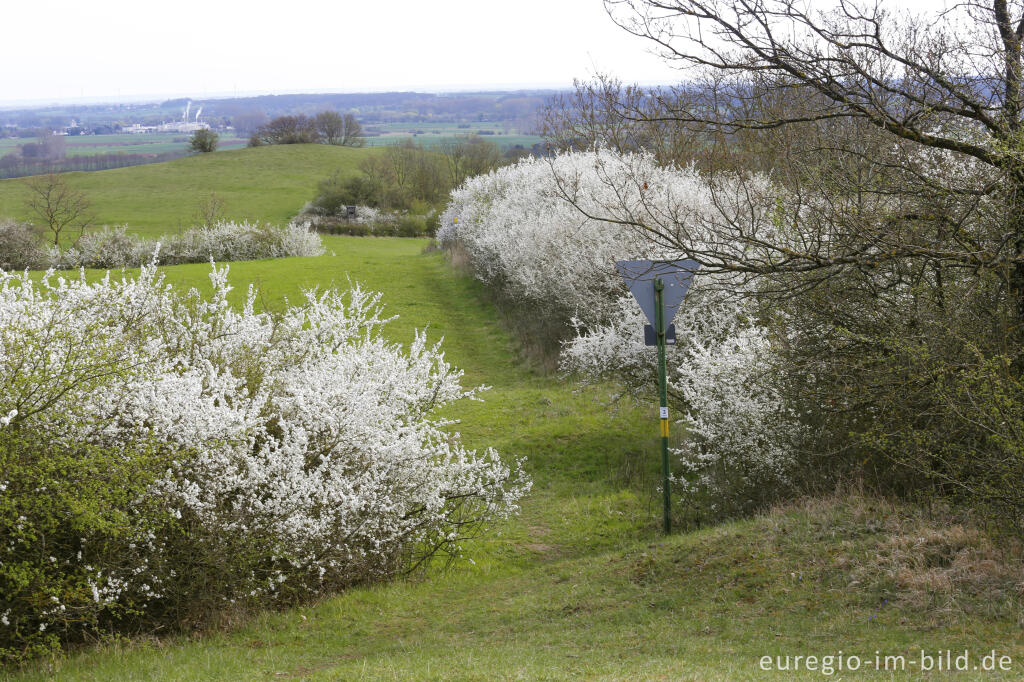 Detailansicht von Auf dem Bürvenicher Berg 