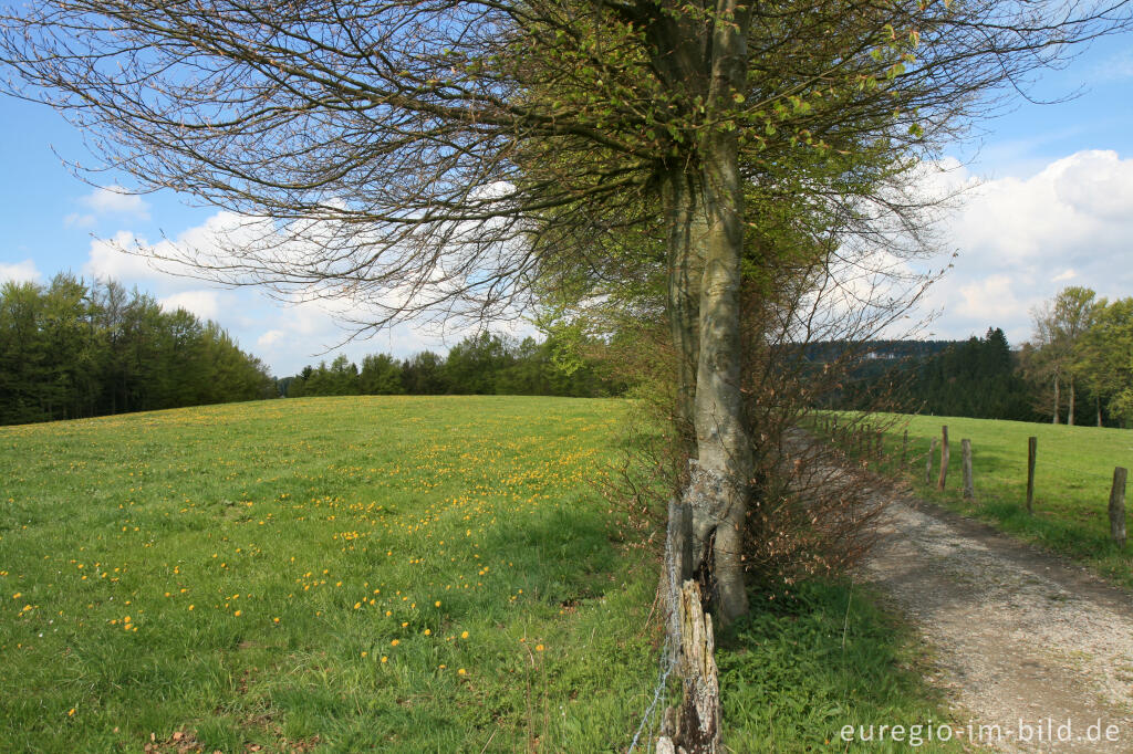 Auf dem Eifelsteig bei Höfen