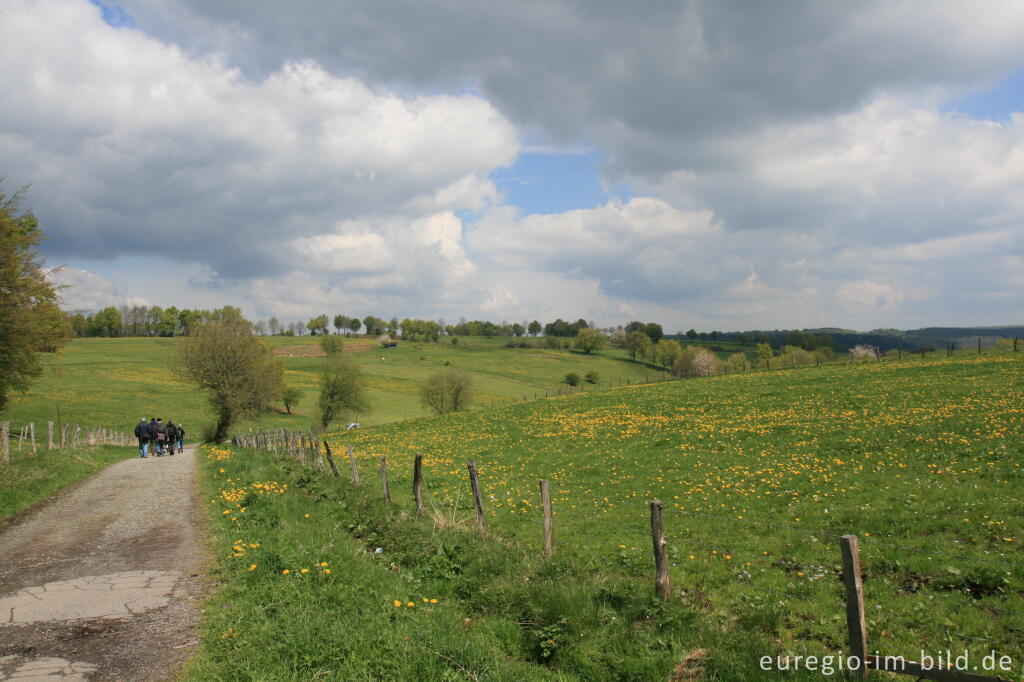 Detailansicht von Auf dem Eifelsteig bei Höfen