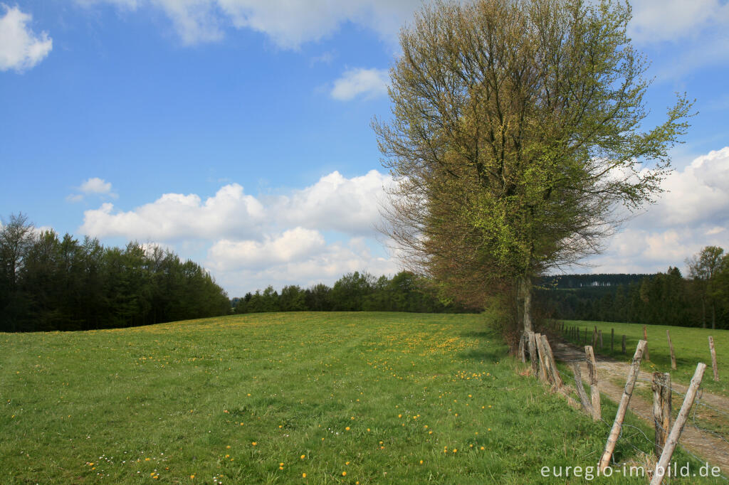 Detailansicht von Auf dem Eifelsteig bei Höfen