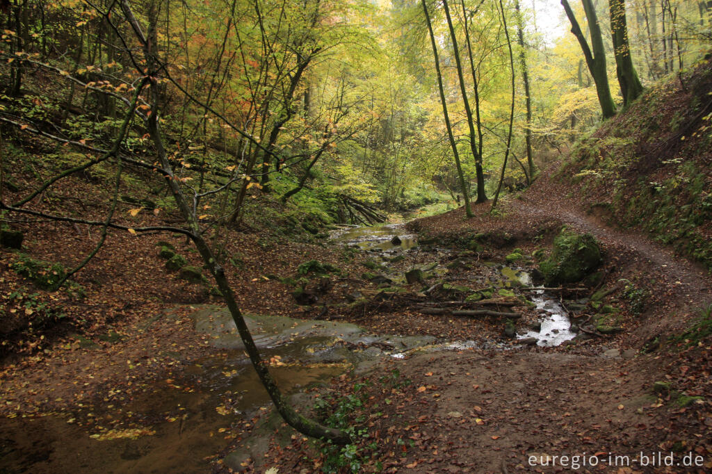 Detailansicht von Auf dem Eifelsteig im Butzerbachtal, Südeifel