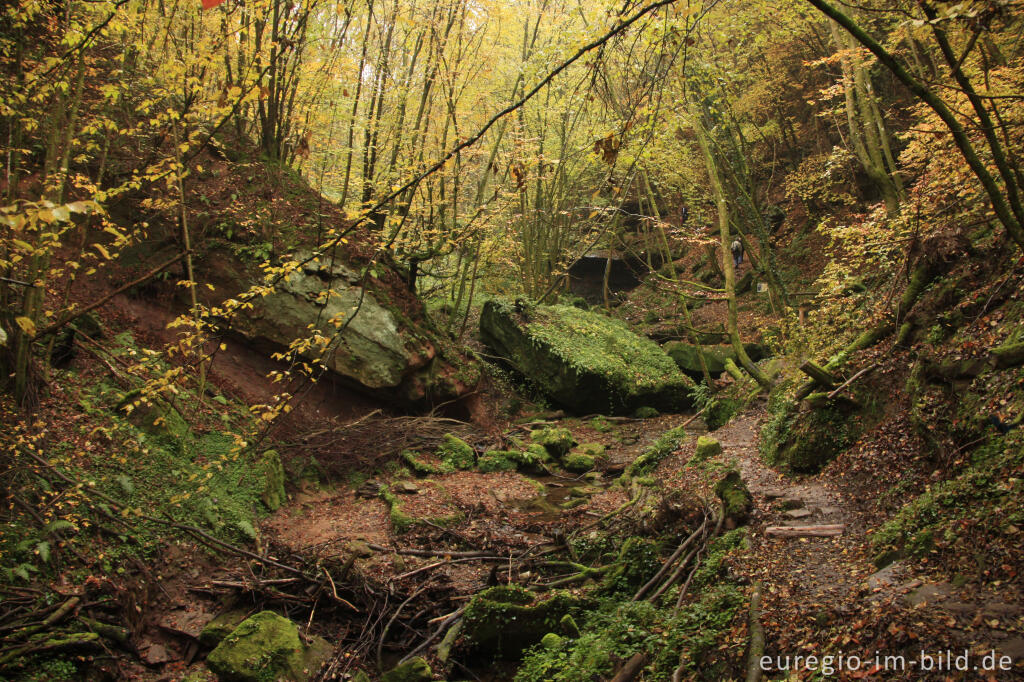 Detailansicht von Auf dem Eifelsteig im Butzerbachtal, Südeifel