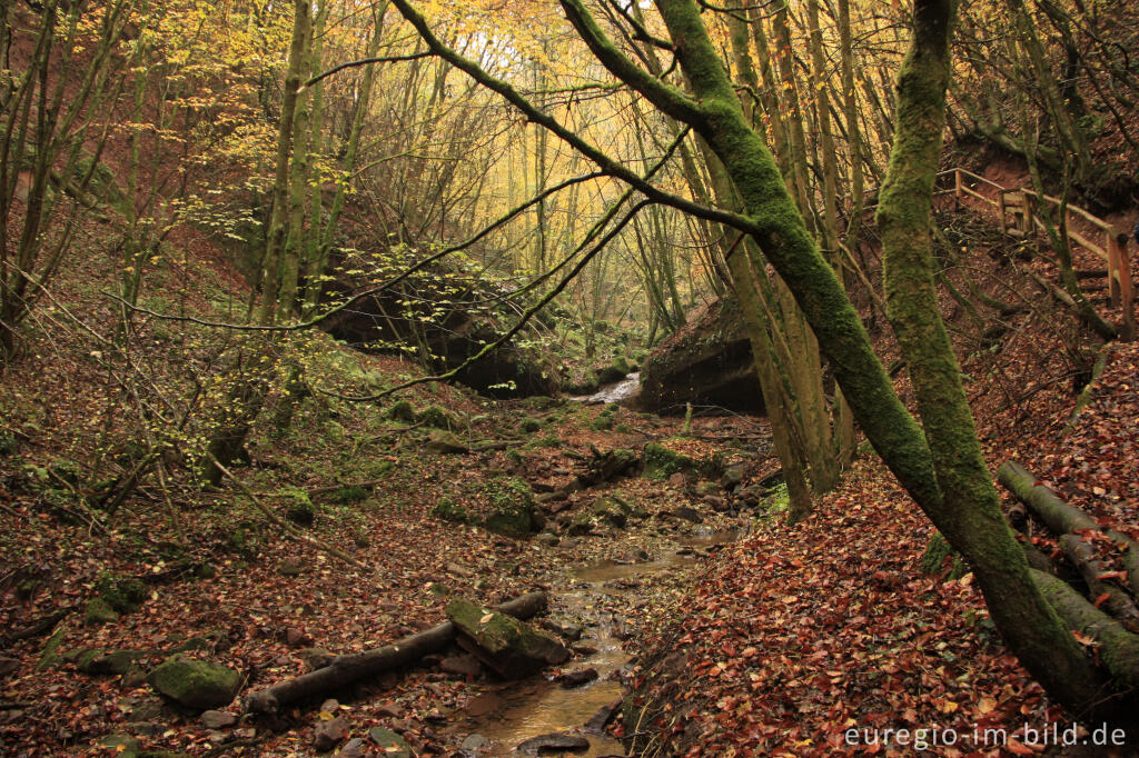 Detailansicht von Auf dem Eifelsteig im Butzerbachtal, Südeifel